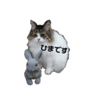 猫ねこネコな毎日（個別スタンプ：11）