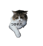 猫ねこネコな毎日（個別スタンプ：13）