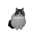 猫ねこネコな毎日（個別スタンプ：14）