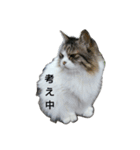 猫ねこネコな毎日（個別スタンプ：15）