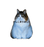 猫ねこネコな毎日（個別スタンプ：19）