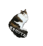 猫ねこネコな毎日（個別スタンプ：20）