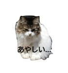 猫ねこネコな毎日（個別スタンプ：22）
