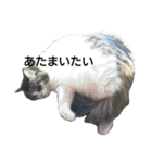 猫ねこネコな毎日（個別スタンプ：24）