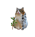 猫ねこネコな毎日（個別スタンプ：28）