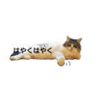 猫ねこネコな毎日（個別スタンプ：30）