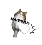 猫ねこネコな毎日（個別スタンプ：33）