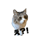 猫ねこネコな毎日（個別スタンプ：34）