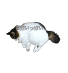 猫ねこネコな毎日（個別スタンプ：38）