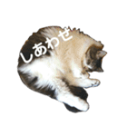 猫ねこネコな毎日（個別スタンプ：39）