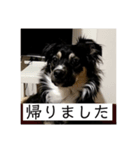 オーストラリアのとある犬 その13（個別スタンプ：6）