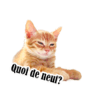 かわいい猫写真スタンプフランス語版（個別スタンプ：2）