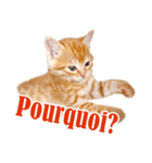 かわいい猫写真スタンプフランス語版（個別スタンプ：4）