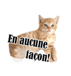 かわいい猫写真スタンプフランス語版（個別スタンプ：8）
