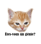 かわいい猫写真スタンプフランス語版（個別スタンプ：10）