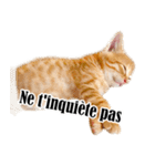 かわいい猫写真スタンプフランス語版（個別スタンプ：11）