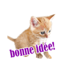 かわいい猫写真スタンプフランス語版（個別スタンプ：12）