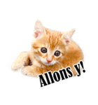 かわいい猫写真スタンプフランス語版（個別スタンプ：18）