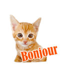 かわいい猫写真スタンプフランス語版（個別スタンプ：22）
