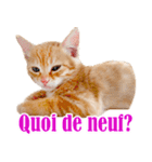 かわいい猫写真スタンプフランス語版（個別スタンプ：25）