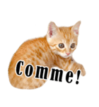 かわいい猫写真スタンプフランス語版（個別スタンプ：29）