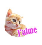 かわいい猫写真スタンプフランス語版（個別スタンプ：39）