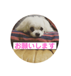 かわいい犬。マルチーズのスタンプ第3弾。（個別スタンプ：7）