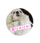 かわいい犬。マルチーズのスタンプ第3弾。（個別スタンプ：8）