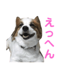 ぷりんくんスタンプ②（個別スタンプ：2）