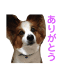 ぷりんくんスタンプ②（個別スタンプ：8）