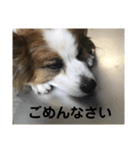 ぷりんくんスタンプ②（個別スタンプ：14）