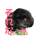わんわんず☆（個別スタンプ：8）