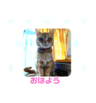 うっちーのねこ（個別スタンプ：1）