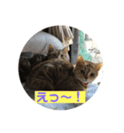 うっちーのねこ（個別スタンプ：15）