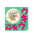 保護犬卒業生 マール君の日常スタンプ（個別スタンプ：27）