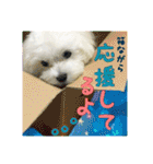 保護犬卒業生 マール君の日常スタンプ（個別スタンプ：28）