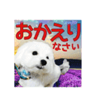 保護犬卒業生 マール君の日常スタンプ（個別スタンプ：34）