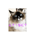 ラグドールの銀次とおばさんネコ三人衆（個別スタンプ：2）