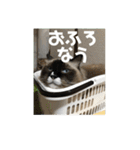 ラグドールの銀次とおばさんネコ三人衆（個別スタンプ：3）