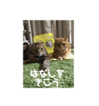 ラグドールの銀次とおばさんネコ三人衆（個別スタンプ：7）