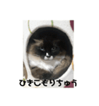 ラグドールの銀次とおばさんネコ三人衆（個別スタンプ：9）