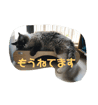 ラグドールの銀次とおばさんネコ三人衆（個別スタンプ：13）