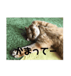 ラグドールの銀次とおばさんネコ三人衆（個別スタンプ：14）