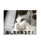 ラグドールの銀次とおばさんネコ三人衆（個別スタンプ：16）