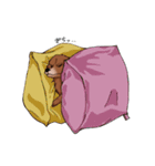 小生意気なチワックススタンプ（個別スタンプ：21）
