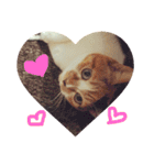 みけねこ モカちゃん♡（個別スタンプ：1）