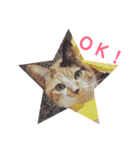 みけねこ モカちゃん♡（個別スタンプ：2）