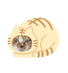 みけねこ モカちゃん♡（個別スタンプ：4）