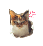 みけねこ モカちゃん♡（個別スタンプ：5）