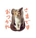 みけねこ モカちゃん♡（個別スタンプ：6）